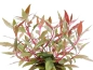 Preview: Alternanthera reineckii rosanervig - rotes Papageienblatt
